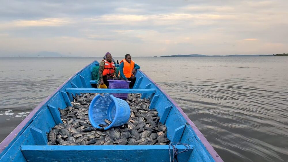 A boat loaded with a fresh fish harvest on Lake Victoria