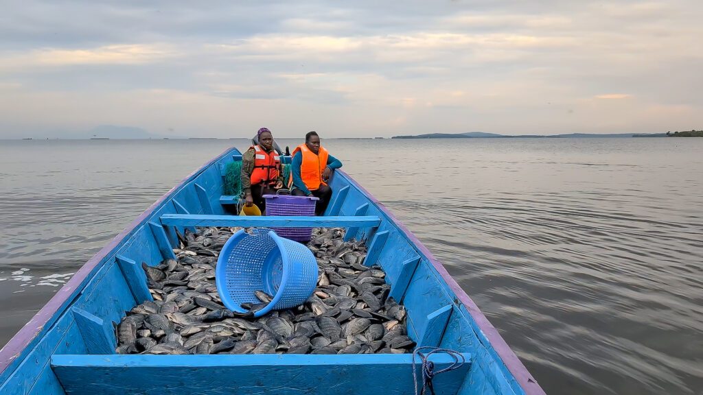 A boat loaded with a fresh fish harvest on Lake Victoria